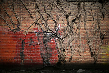 Brick Wall with Dead Vines
