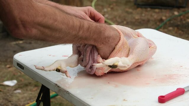 Close up while using hand to remove guts or internals from freshly butchered and plucked chicken.