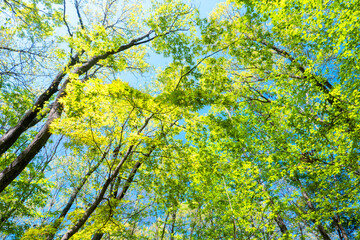 Obraz premium 初夏