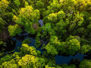 Aerial view of rainforest river in Amazonas Brazil