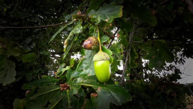 Detailed Macro Shot of European Oak Leaf and Acorn