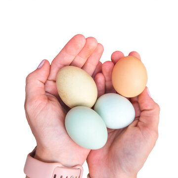Caucasian women's hands holding colorful chicken eggs. Easter eggers in blue, green, and brown color. Hands holding Araucana Ameraucana eggs isolated on a white background.