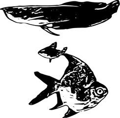 silhouette of a fish