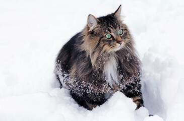 Eine hübsche Norwegische Waldkatze im Winter im Schnee 