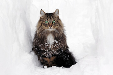 Eine hübsche Norwegische Waldkatze im Winter im Schnee 