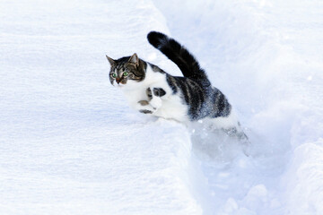 Eine junge Katze rennt und hüpft im Winter durch den Schnee