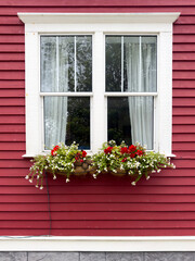 The exterior of a vibrant red color wooden wall with a double hung glass window with white curtains. There's white trim on the building. A flower box hangs under the window with red and white flowers.