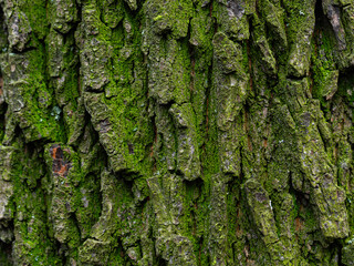 Natural texture of tree bark. Old tree trunk close-up. Natural wood background with bark patterns.