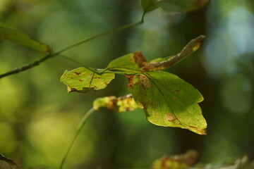 leaves in autumn