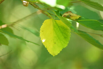 green leaves on a branch