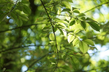 Obraz premium green leaves on the forest 