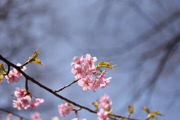 桜の花びら