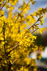 tree blossoms
