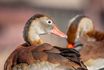 Black-bellied Whistling-Duck