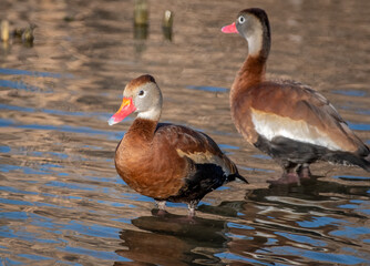 Black-bellied Whistling-Duck