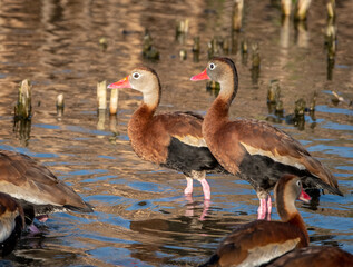 Black-bellied Whistling-Duck