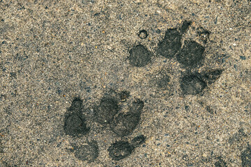 dog paw foot step on cement