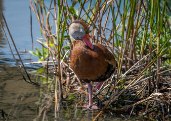 Black-bellied Whistling-Duck