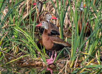 Black-bellied Whistling-Duck