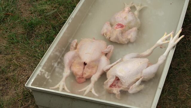 Freshly processed broilers or chickens soaking in the water before final washing and cleaning.