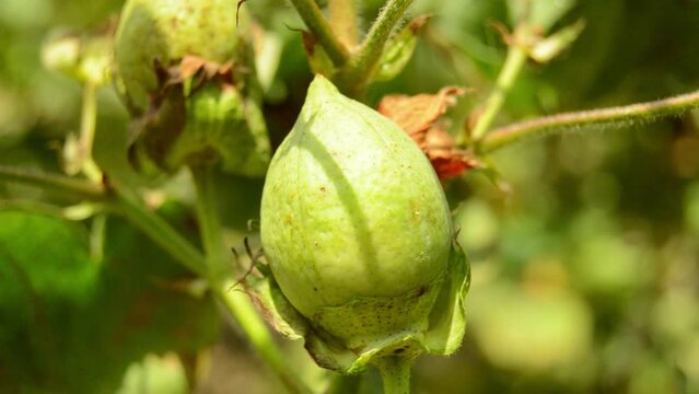 Organic cotton blossom. Cotton blossom hanging on cotton plant