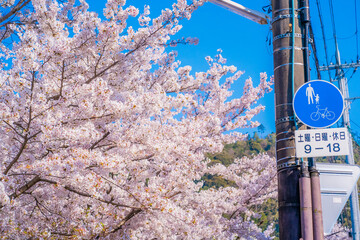 Naklejka premium 京都市左京区「哲学の道」の桜