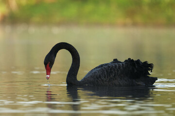 A Black Swan on a beautiful morning in a lake