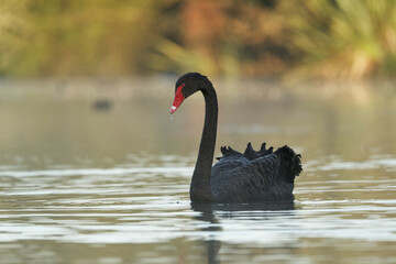 Naklejka premium A Black Swan on a beautiful morning in a lake
