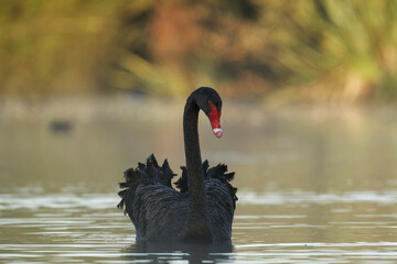 A Black Swan on a beautiful morning in a lake