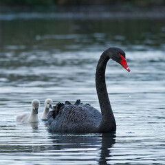 A Black Swan with chicks foraging in a lake