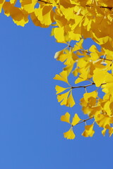青空に映えるイチョウの黄葉　青空背景