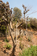 Fototapeta premium The branches of a tree without any leaves in the summer