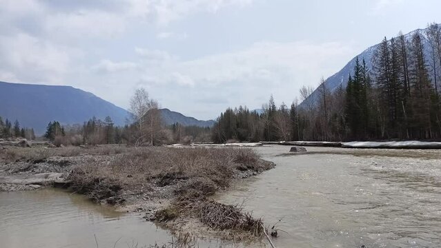 A wide riverbed flowing from the mountains through a coniferous forest with snow on the banks on a cloudy spring day. Chuya river, Altai, Sibir, Russia.