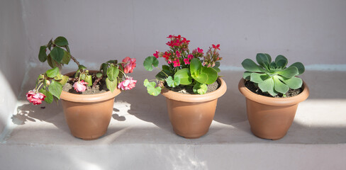 Beautiful home flowers on a pot.
