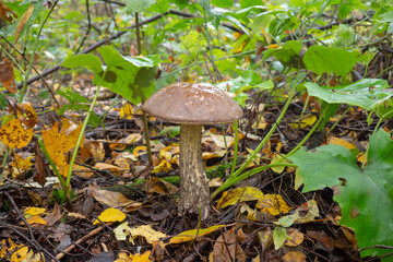Edible mushroom growing in the forest. Boletus mushroom, Leccinum scabrum.