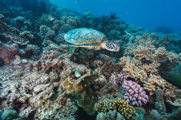 green sea turtle pose close to the healthy coral reef in australia