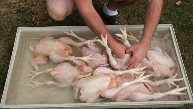 Soaking and cleaning freshly processed chickens or broilers after butchering and plucking and gutting own grow organic poultry from back yard farm.