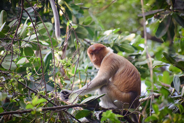 Proboscis monkey on tree branch and looking on camera stock photo