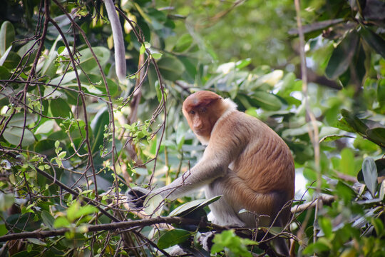 Proboscis monkey on tree branch and looking on camera stock photo