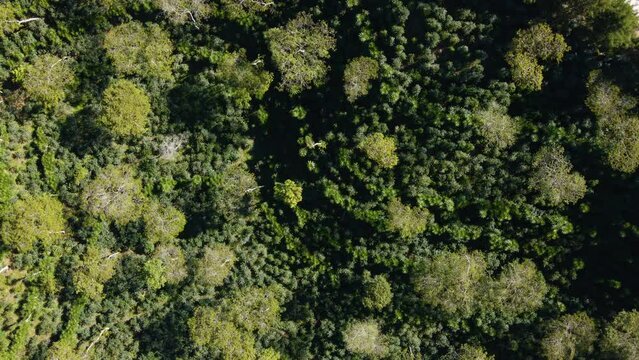 Drone rocket view and circling over a young plantation of coffee trees