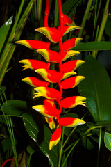 Heliconia rostrata in organic garden outside a tropical house in Central America, natural detail in space with colorful tropical details, source of oxygen. - 651408930