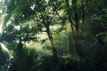 Zelfklevend Fotobehang sun rays in the forest © Stephanie