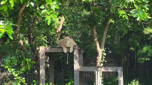 White lion in the open zoo