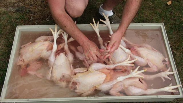 Cleaning or washing freshly processed chickens or broilers organically raised in back yard farm.