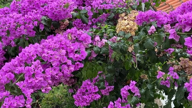 Butterfly on the bougainvillea flowers.