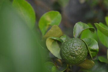 selective focus, plants and fruit Lime, scientific name citrus aurantiifolia, many branches and thorns, oval leaves, small winged petioles, contains vitamin C, boosts immunity.