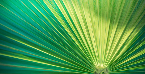 Obraz premium Majestic tropical exotic Mediterranean palm. Closeup nature of green leaf in summer garden. Natural sunlight green leaves plants spring fresh peaceful background greenery environment ecology wallpaper