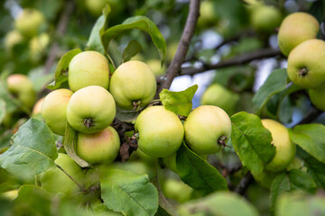 Close-Up of Lush Green Apples Hanging from a Tree Branch in a Garden