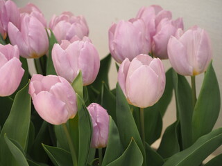 ピンクのチューリップ　キャンディー・プリンス