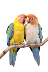 Cute Parrots on a white background studio shot PNG